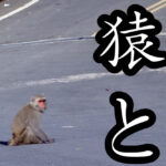 台湾猿と塩顔大仏のお寺